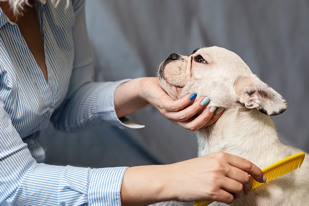 Dog with flea and tick protection