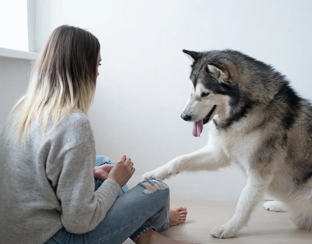 Pet resting comfortably; joint and arthritis care with TelaVets