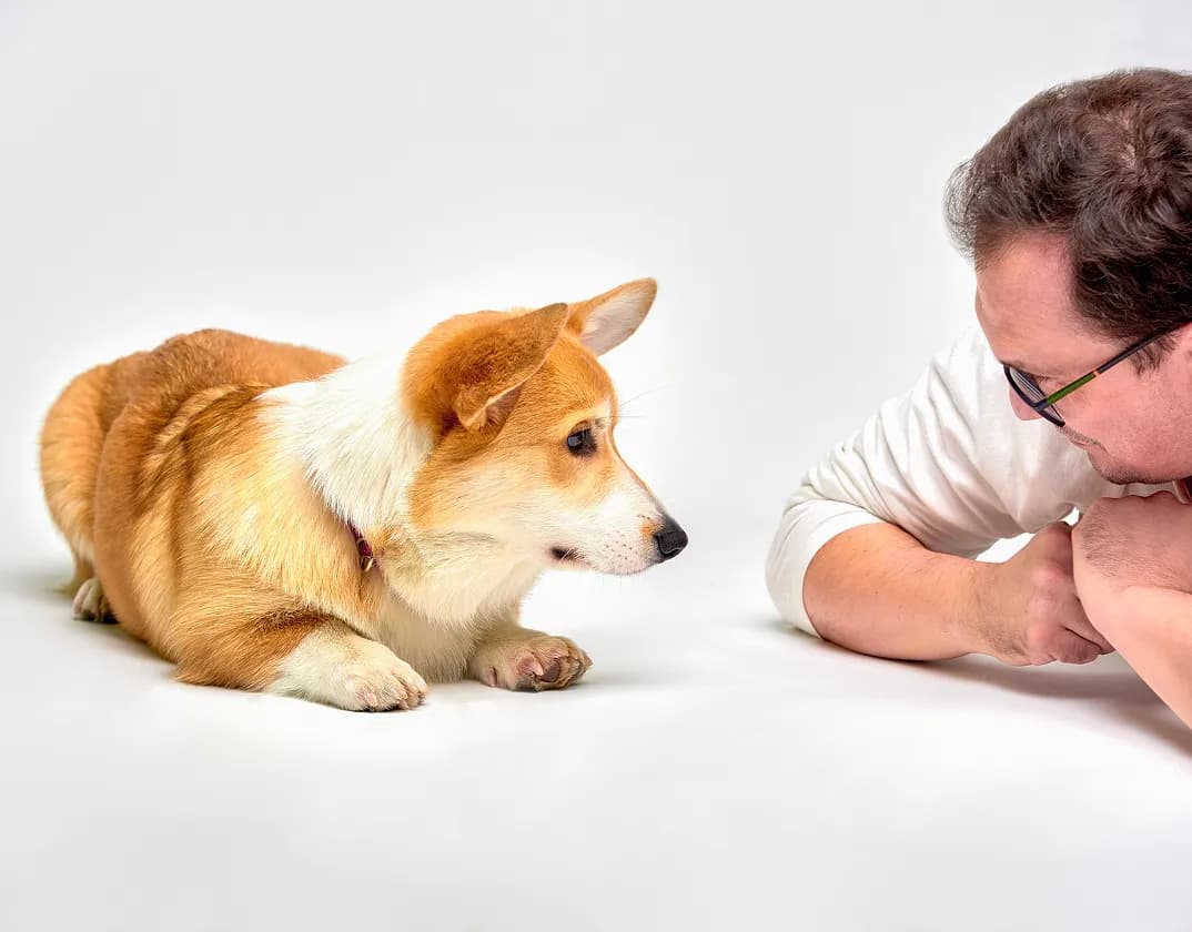 Healthy pet food and nutrition guidance from online veterinarians