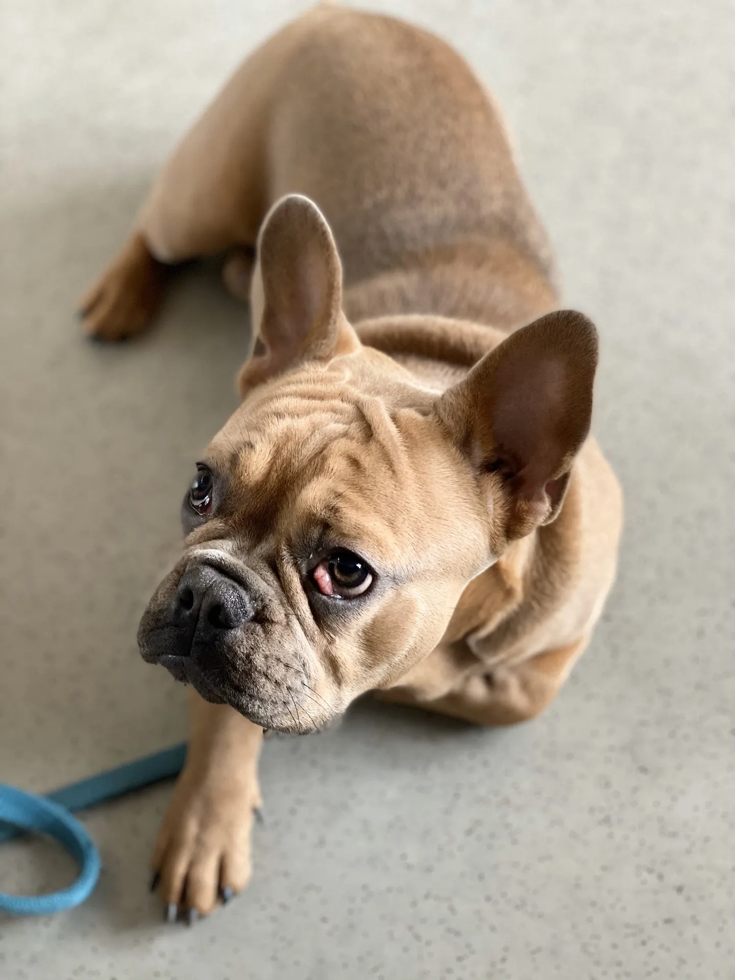 Dog eye health consultation with an online veterinarian