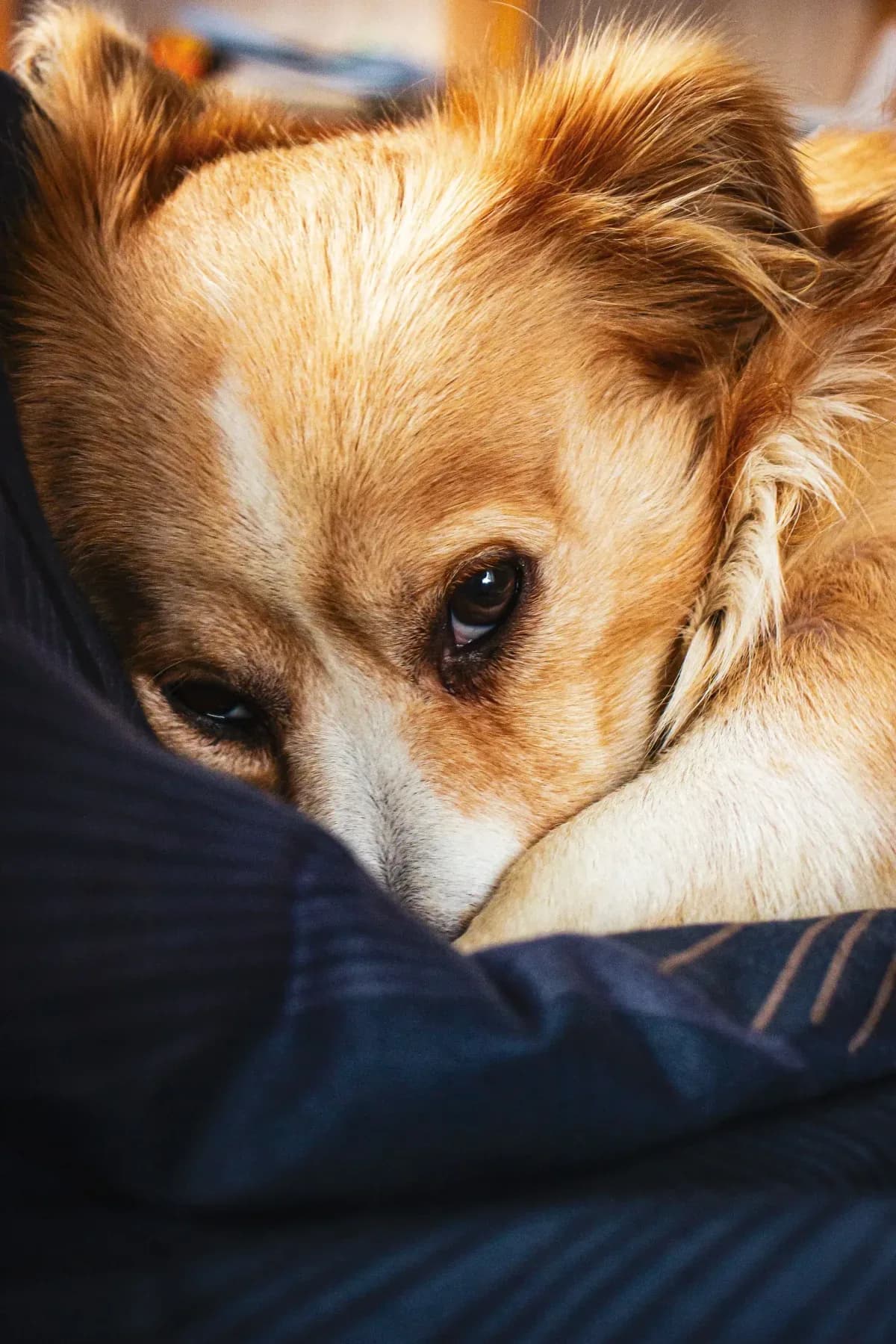 Dog shaking or trembling; online vet evaluation on TelaVets