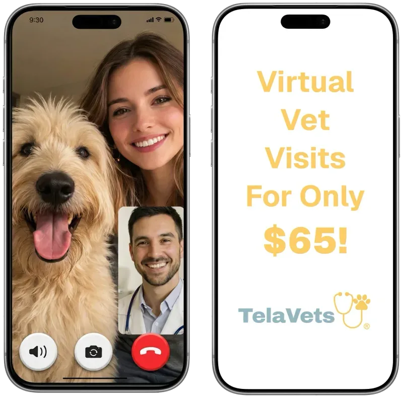 Online vet care - virtual veterinarian consultation