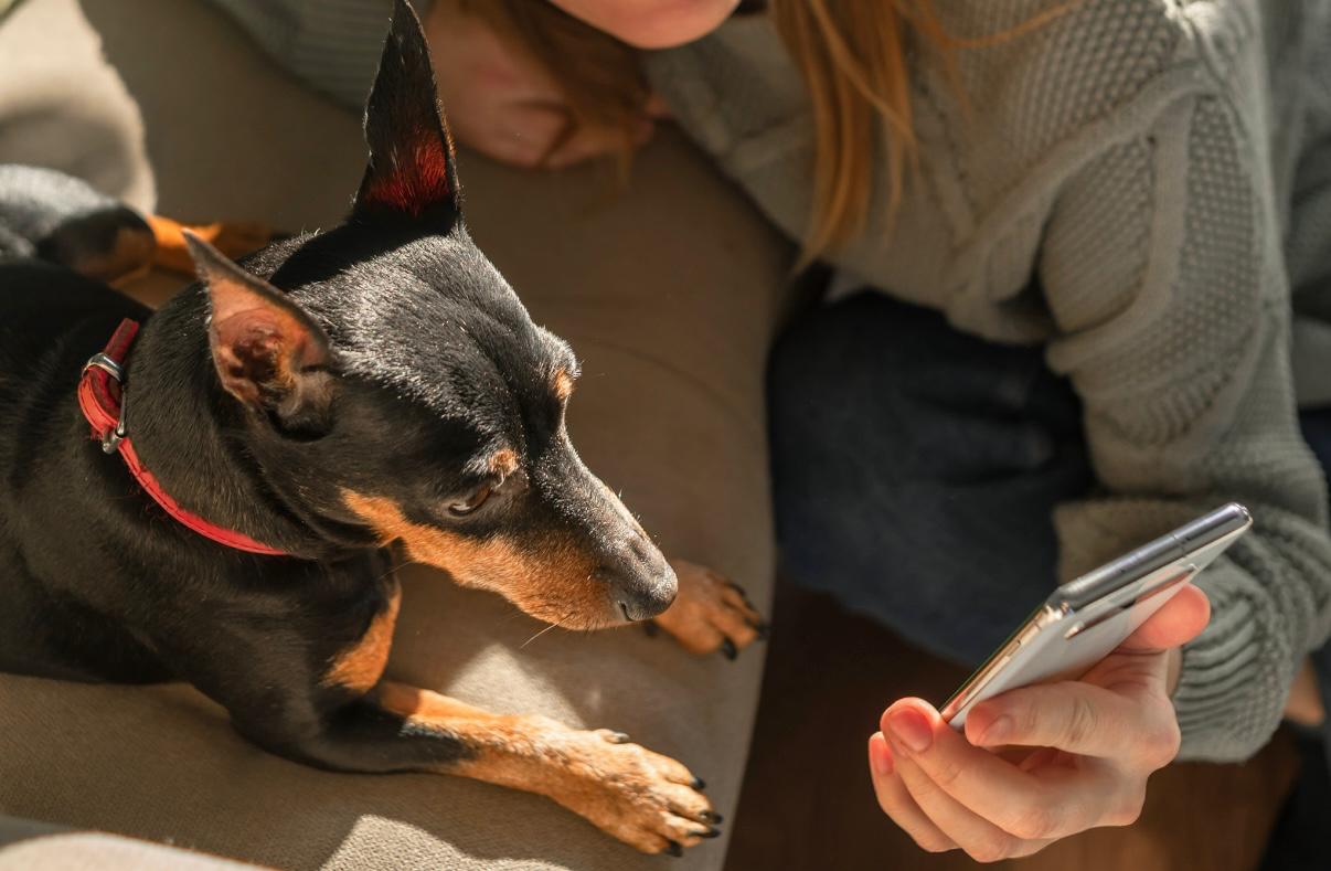 Veterinarian with cat