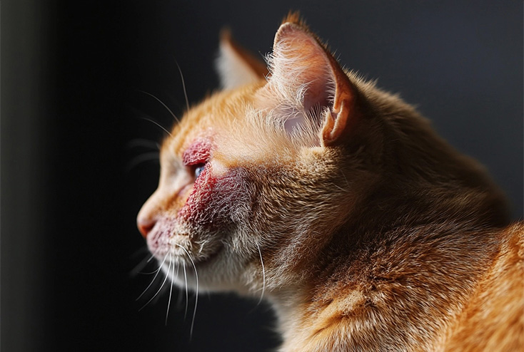 Skin Issues in Cats