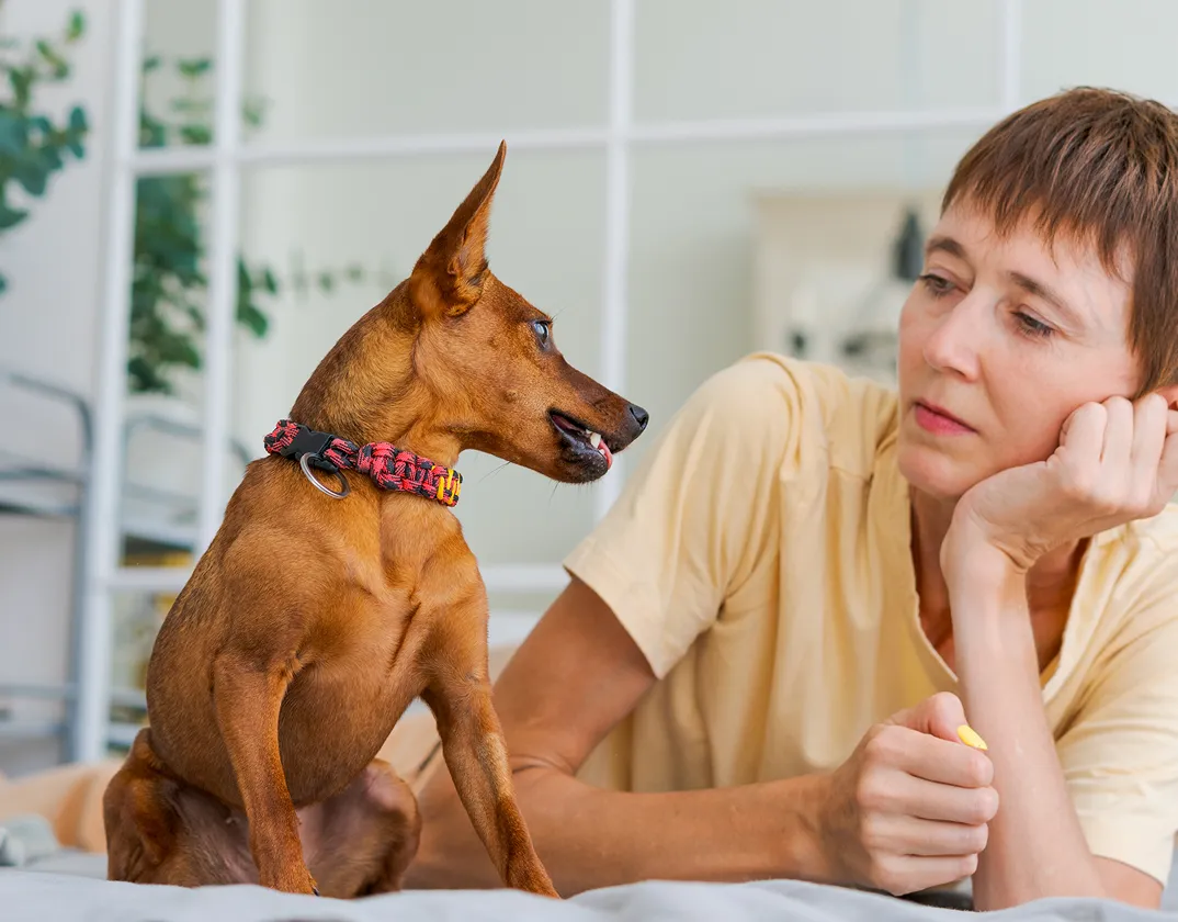 Pet care for diarrhea; virtual vet visit on TelaVets