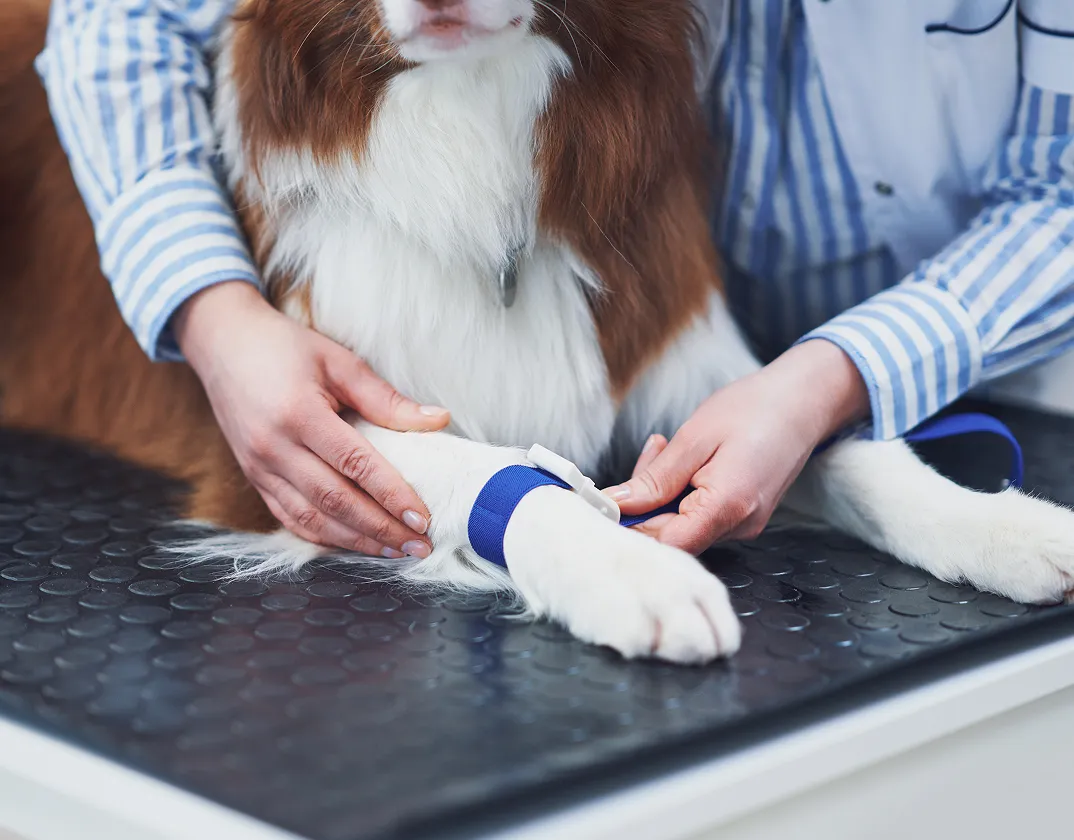 Flea and tick prevention advice from a licensed online vet