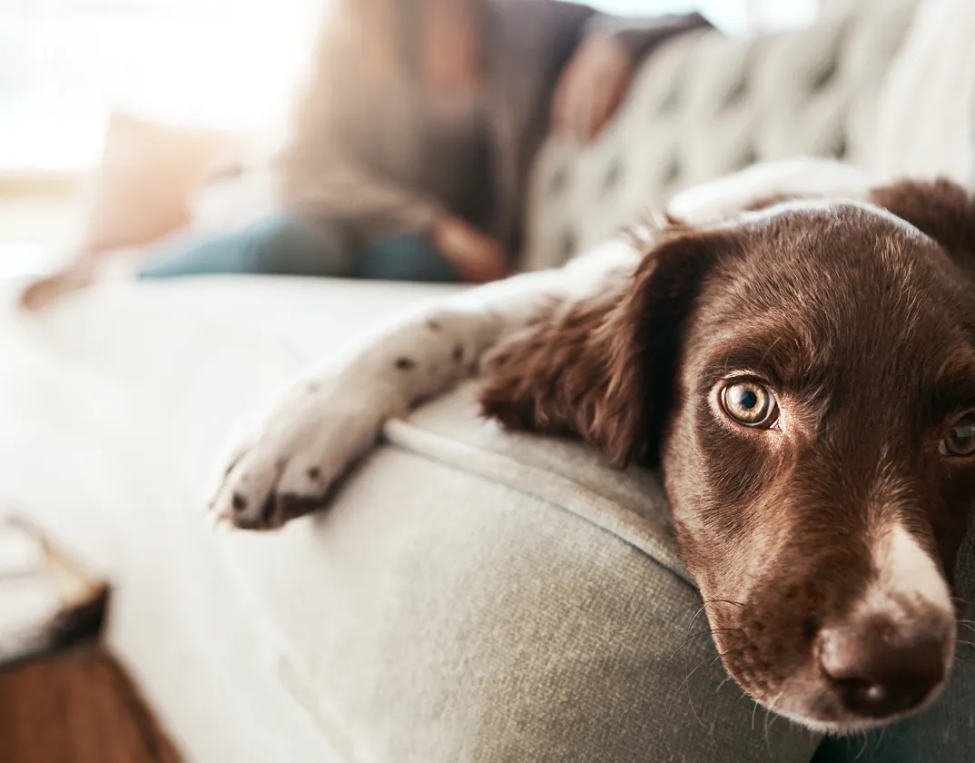 Pet hair loss assessment during a TelaVets video visit