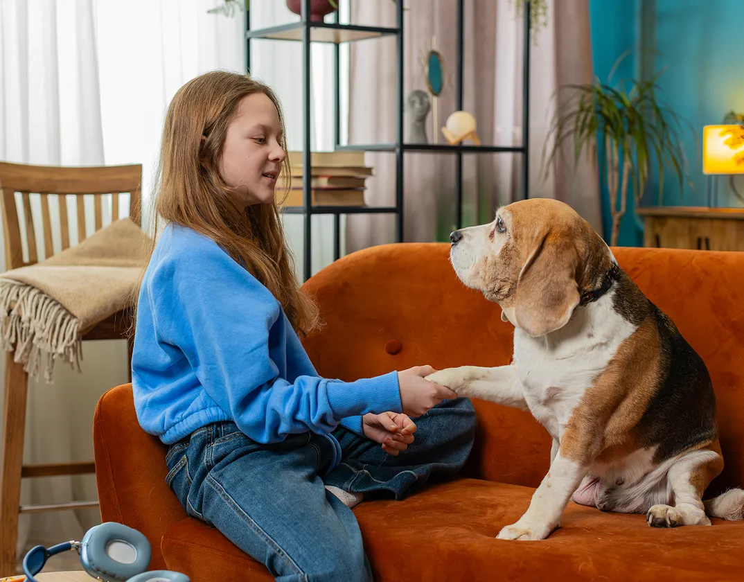 Dog shedding; seasonal coat care advice from a virtual vet